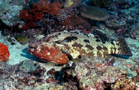 Komodo 2016 - Brown marbled grouper - Merou Marron - Epinephelus fuscoguttatus - IMG_6751_rc
